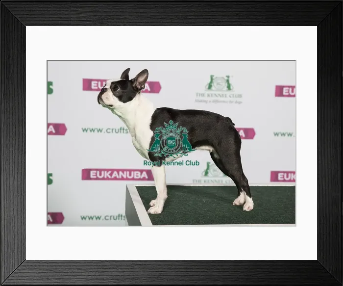 Framed Print : Best of Breed BOSTON TERRIER Framed Print : Best of Breed BOSTON TERRIER