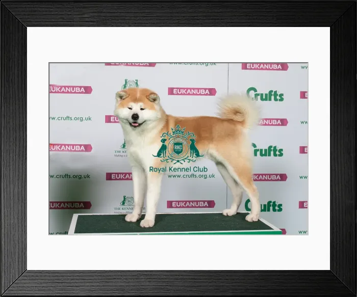 Framed Print : Best of Breed Japanese Akita Inu Framed Print : Best of Breed Japanese Akita Inu