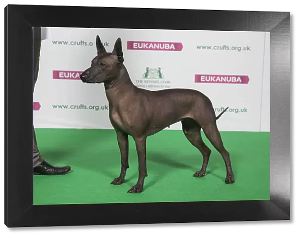 Best of Breed Xoloitzcuintle (Mexican Hairless) Std