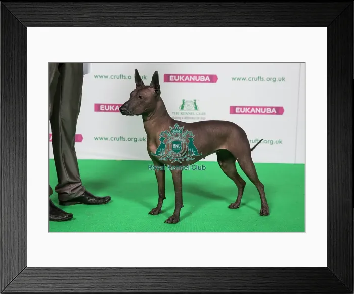 Framed Print : Best of Breed Xoloitzcuintle (Mexican Hairless) Std Framed Print : Best of Breed Xoloitzcuintle (Mexican Hairless) Std