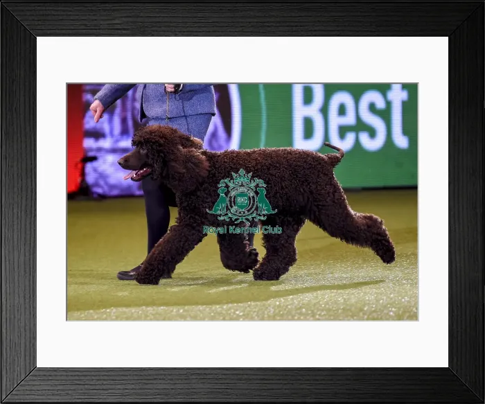 Framed Print : Crufts 2019 - Best in Show Framed Print : Crufts 2019 - Best in Show