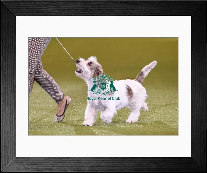 Framed Print : Crufts 2019 - Best in Show