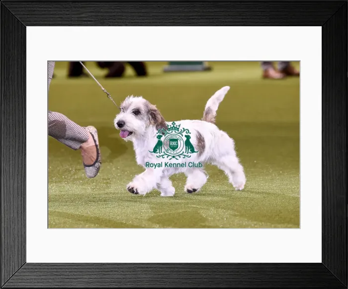 Framed Print : Crufts 2019 - Best in Show