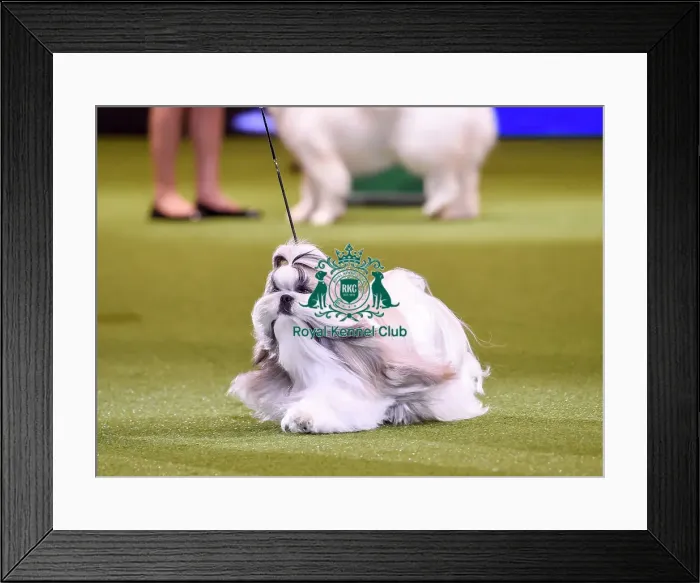 Framed Print : Crufts 2019 - Best in Show Framed Print : Crufts 2019 - Best in Show