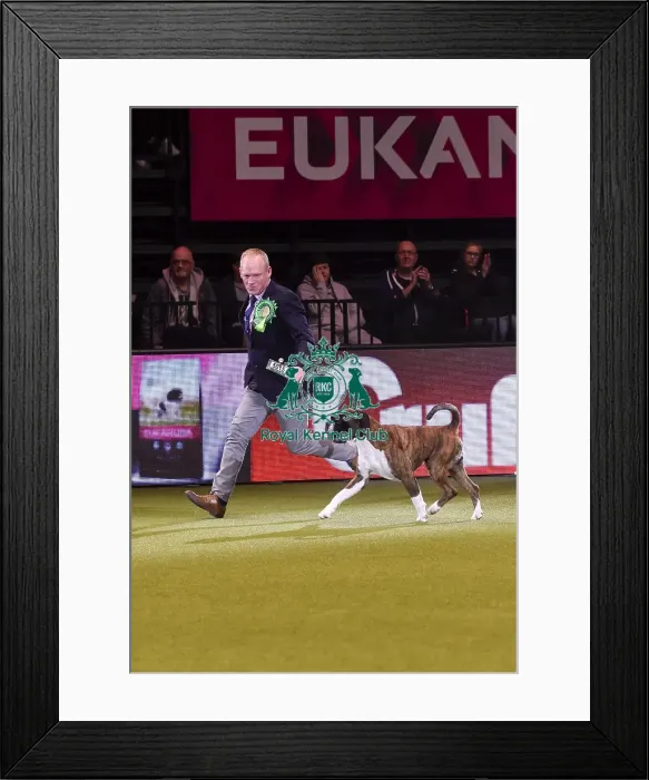 Framed Print : Crufts 2019 - Best in Show Framed Print : Crufts 2019 - Best in Show