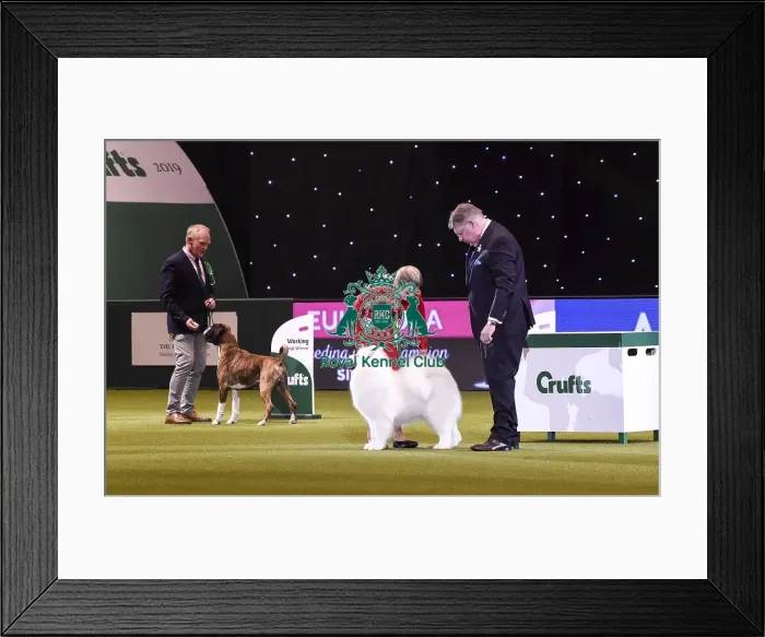 Framed Print : Crufts 2019 - Best in Show Framed Print : Crufts 2019 - Best in Show