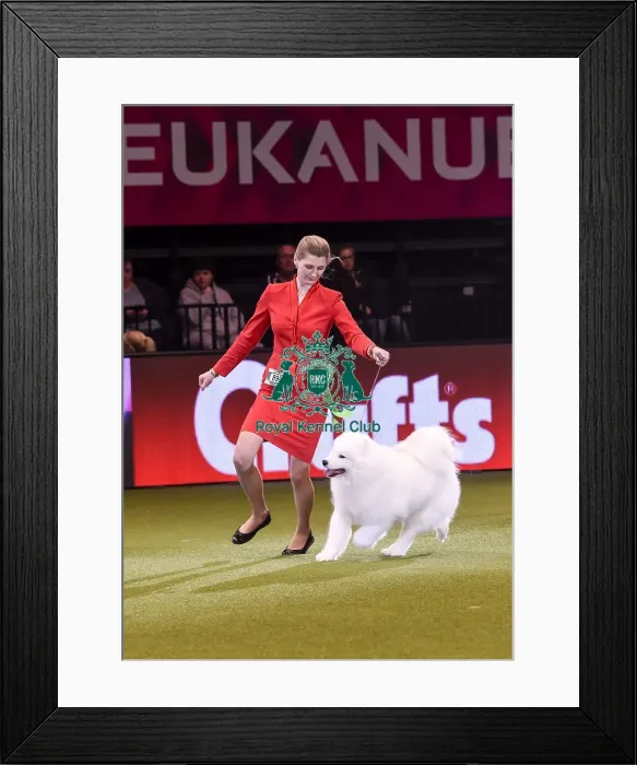 Framed Print : Crufts 2019 - Best in Show Framed Print : Crufts 2019 - Best in Show