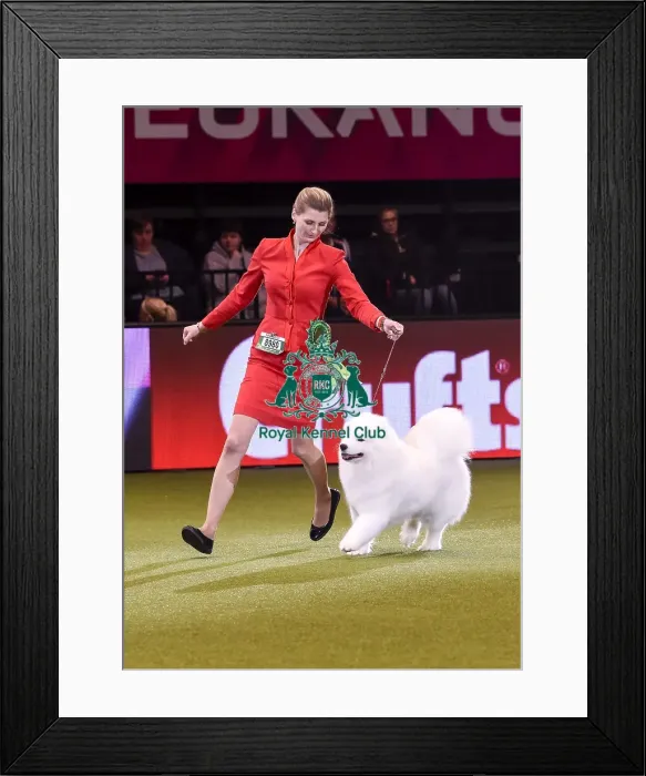 Framed Print : Crufts 2019 - Best in Show Framed Print : Crufts 2019 - Best in Show