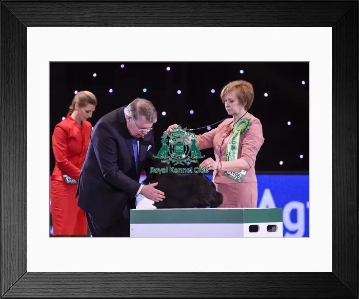 Framed Print : Crufts 2019 - Best in Show Framed Print : Crufts 2019 - Best in Show
