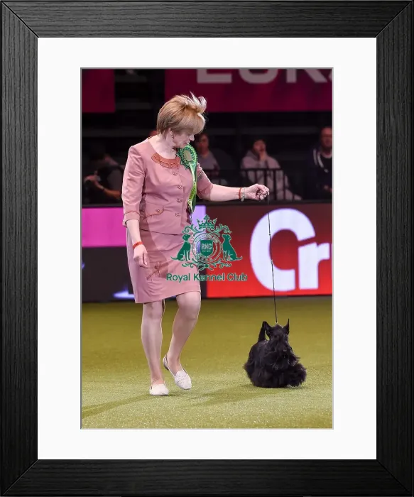 Framed Print : Crufts 2019 - Best in Show Framed Print : Crufts 2019 - Best in Show
