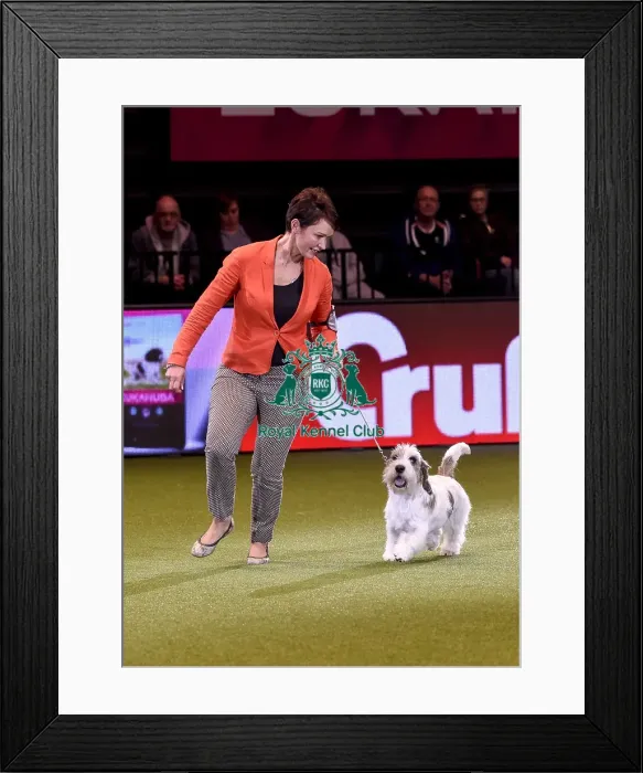 Framed Print : Crufts 2019 - Best in Show Framed Print : Crufts 2019 - Best in Show