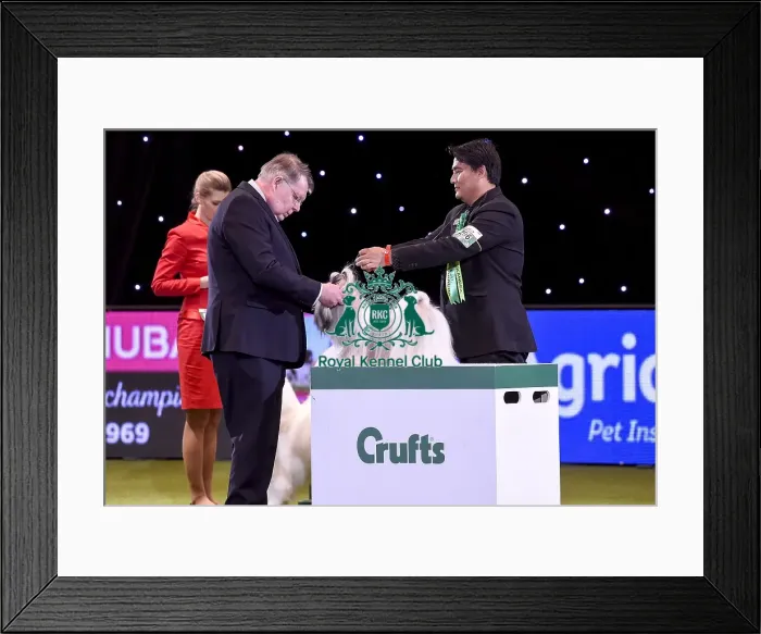 Framed Print : Crufts 2019 - Best in Show Framed Print : Crufts 2019 - Best in Show