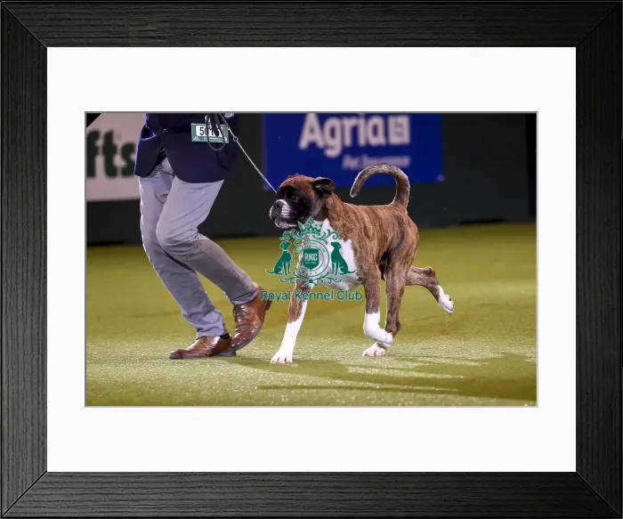 Framed Print : Crufts 2019 - Best in Show Framed Print : Crufts 2019 - Best in Show