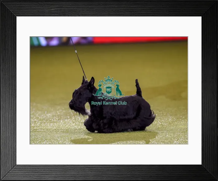 Framed Print : Crufts 2019 - Best in Show Framed Print : Crufts 2019 - Best in Show