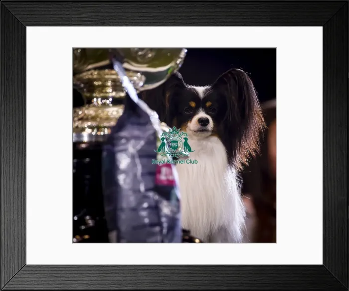 Framed Print : Crufts 2019 - Best in Show Framed Print : Crufts 2019 - Best in Show