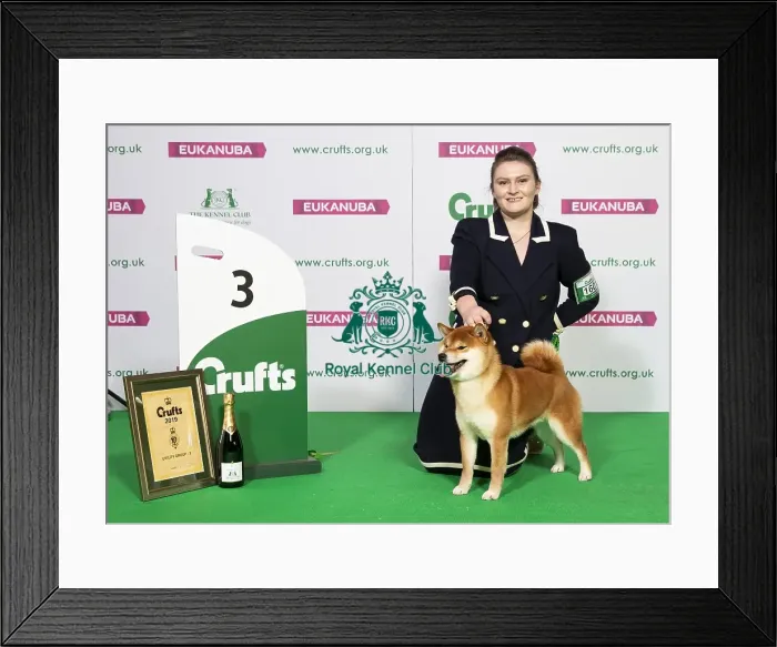 Framed Print : Crufts 2019 - Best of Breed  /  Utility
