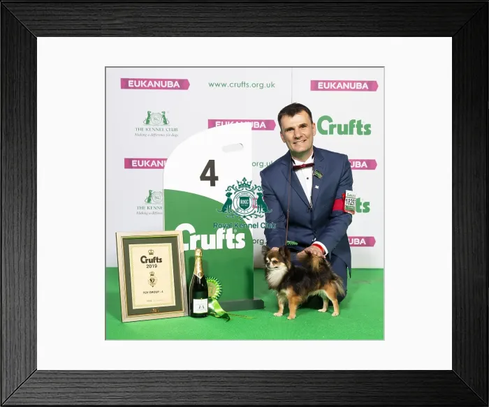 Framed Print : Crufts 2019 - Best of Breed / Toy Framed Print : Crufts 2019 - Best of Breed / Toy