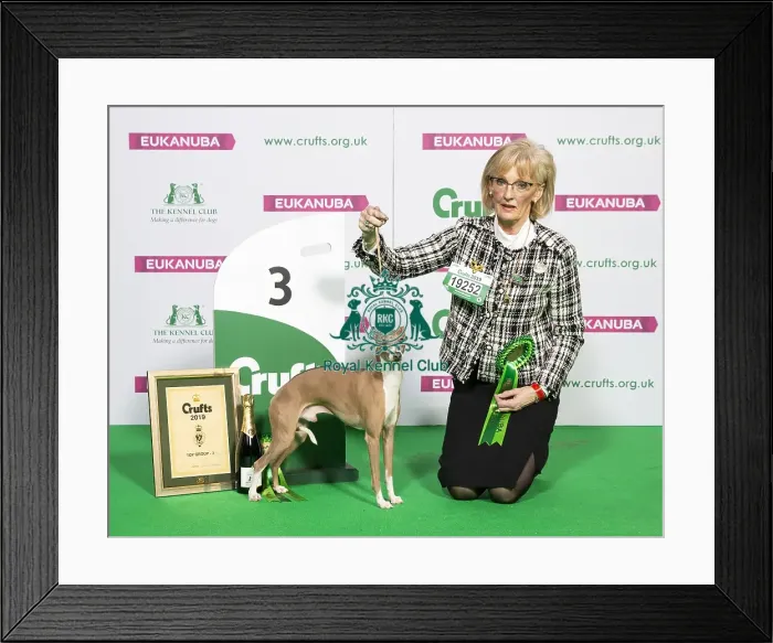 Framed Print : Crufts 2019 - Best of Breed / Toy Framed Print : Crufts 2019 - Best of Breed / Toy