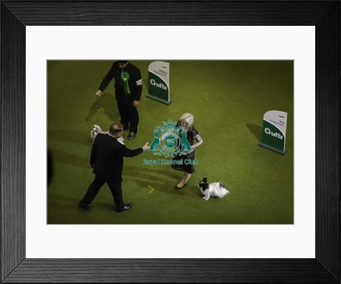 Framed Print : Crufts 2019 - Best in Show Framed Print : Crufts 2019 - Best in Show