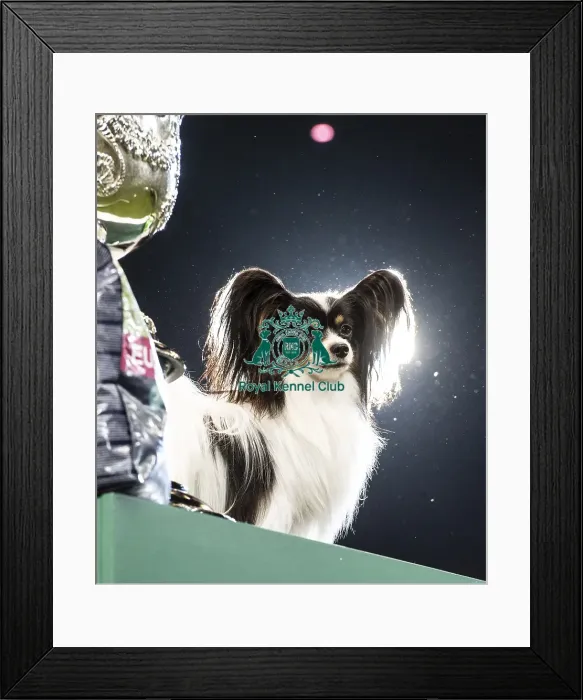 Framed Print : Crufts 2019 - Best in Show Framed Print : Crufts 2019 - Best in Show