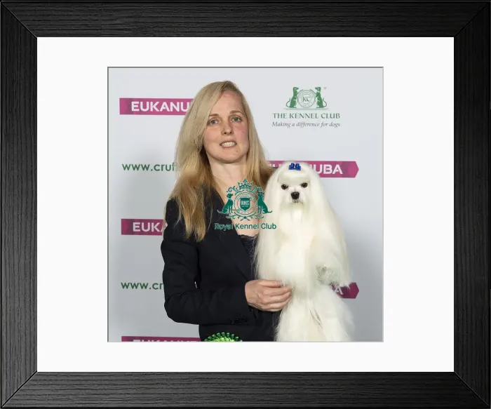 Framed Print : Crufts 2019 - Best of Breed / Toy Framed Print : Crufts 2019 - Best of Breed / Toy