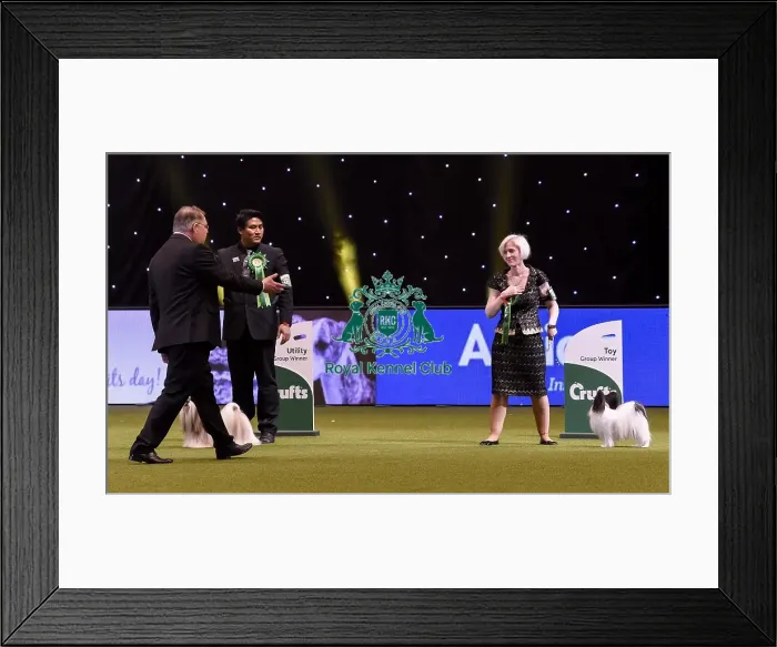 Framed Print : Crufts 2019 - Best in Show Framed Print : Crufts 2019 - Best in Show