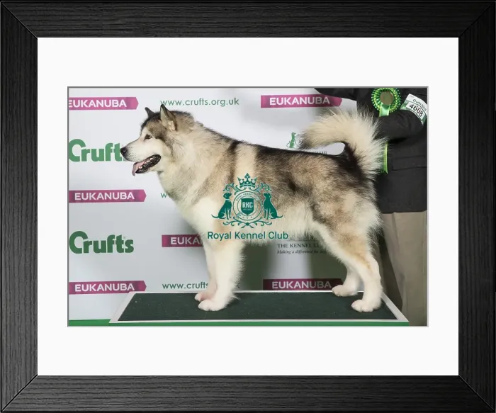 Framed Print : Best of Breed Alaskan Malamute Framed Print : Best of Breed Alaskan Malamute