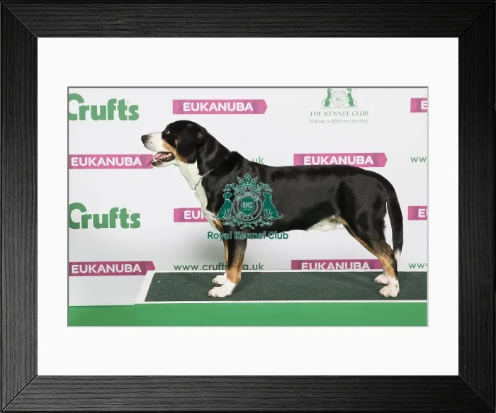 Framed Print : Working AV Import Best of Breed Framed Print : Working AV Import Best of Breed