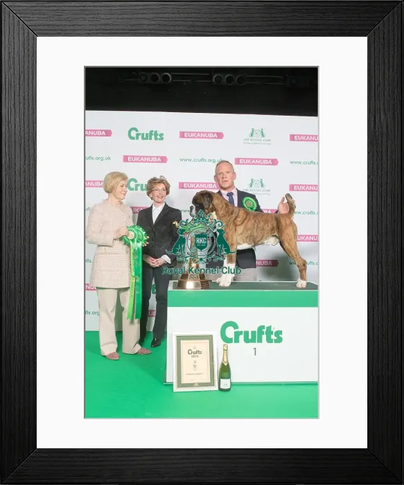 Framed Print : Best in Working Group, 1st place Framed Print : Best in Working Group, 1st place
