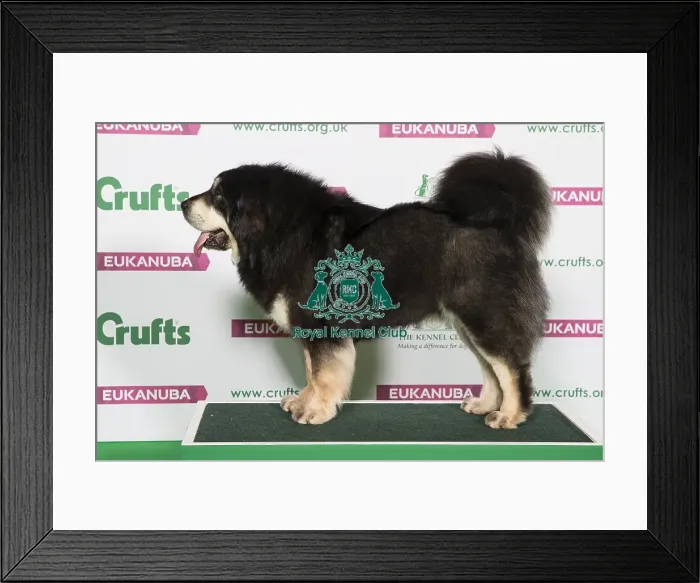 Framed Print : Best of Breed Tibetan Mastiff Framed Print : Best of Breed Tibetan Mastiff
