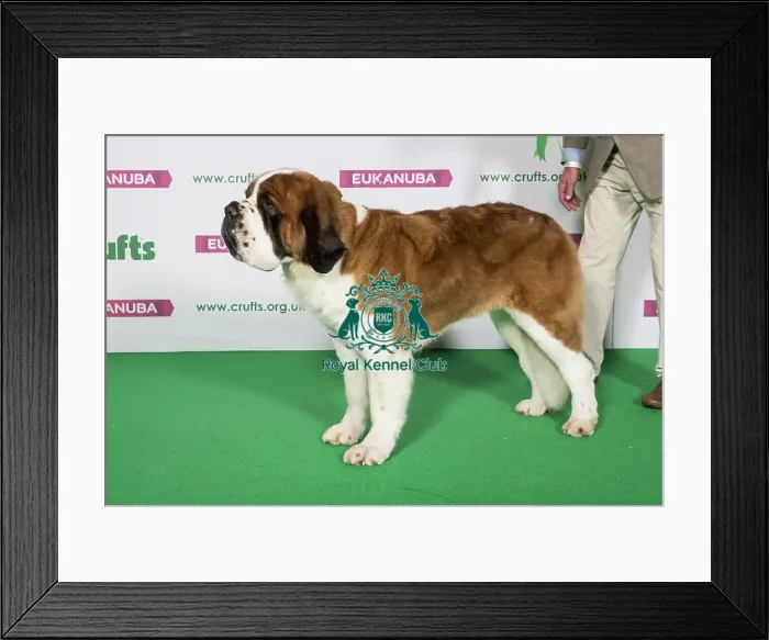 Framed Print : Best of Breed ST. BERNARD Framed Print : Best of Breed ST. BERNARD