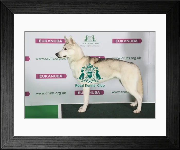 Framed Print : Best of Breed Siberian Husky Framed Print : Best of Breed Siberian Husky