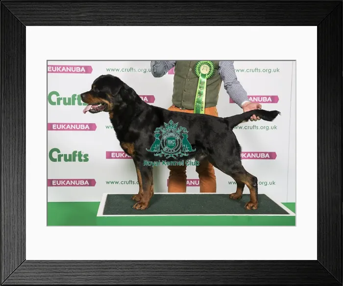 Framed Print : Best of Breed ROTTWEILER Framed Print : Best of Breed ROTTWEILER