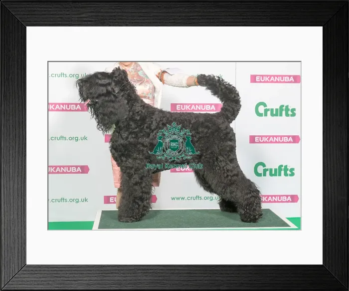 Framed Print : Best of Breed Winner RUSSIAN BLACK TERRIER Framed Print : Best of Breed Winner RUSSIAN BLACK TERRIER