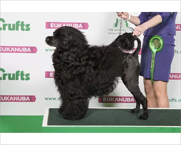 Best of Breed Portuguese Water Dog