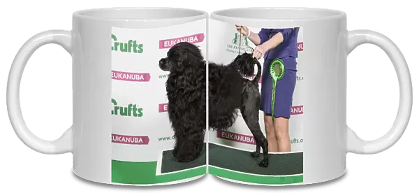 Best of Breed Portuguese Water Dog