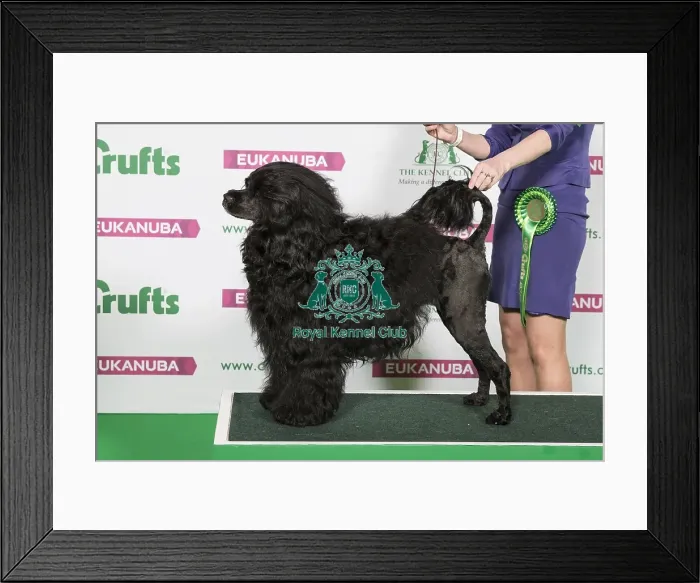 Framed Print : Best of Breed Portuguese Water Dog Framed Print : Best of Breed Portuguese Water Dog
