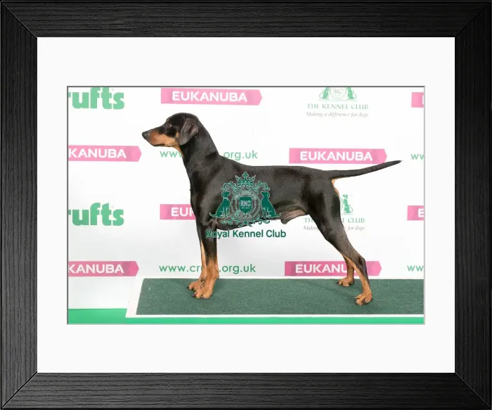 Framed Print : Best of Breed German Pinscher Framed Print : Best of Breed German Pinscher