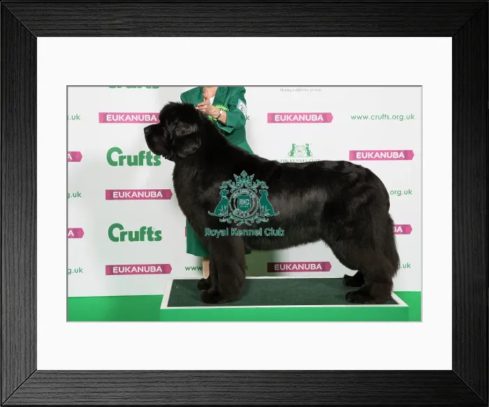 Framed Print : Best of Breed NEWFOUNDLAND Framed Print : Best of Breed NEWFOUNDLAND