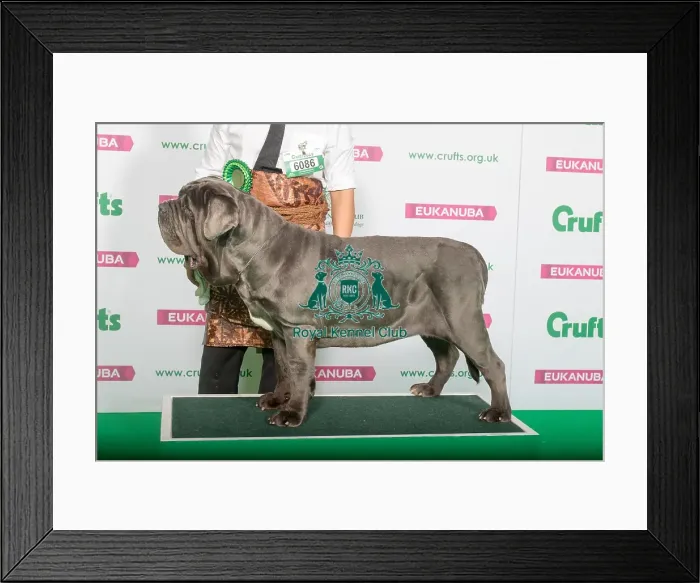 Framed Print : Best of Breed Neapolitan Mastiff Framed Print : Best of Breed Neapolitan Mastiff