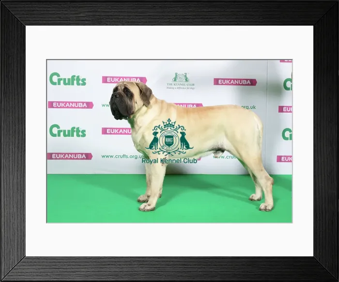 Framed Print : Best of Breed Mastiff Framed Print : Best of Breed Mastiff
