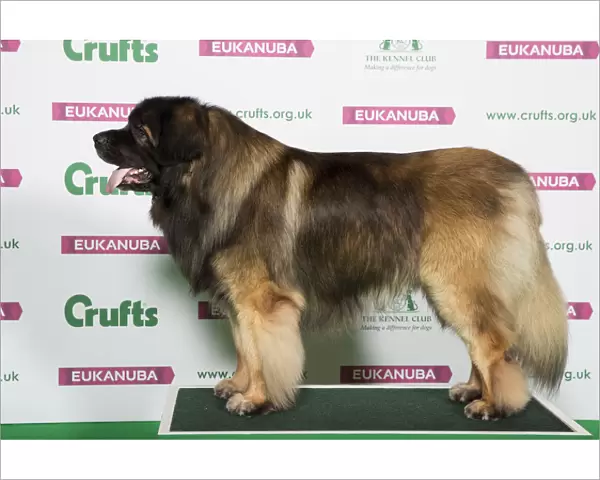 Best of Breed LEONBERGER