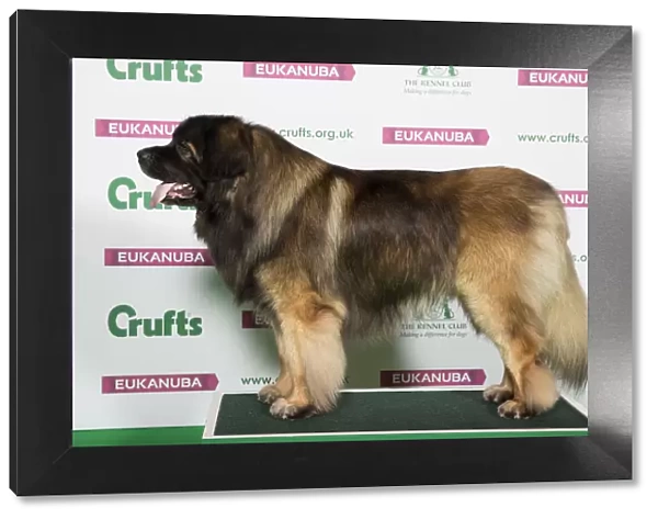 Best of Breed LEONBERGER
