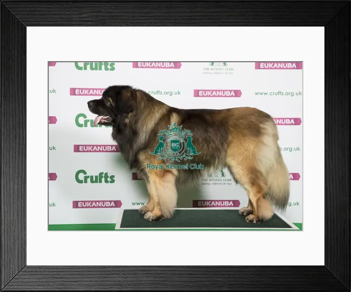 Framed Print : Best of Breed LEONBERGER Framed Print : Best of Breed LEONBERGER