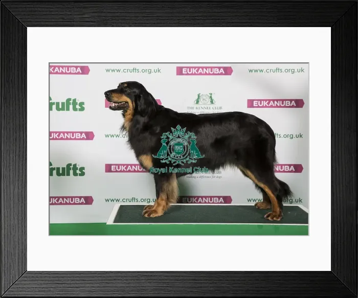 Framed Print : Best of Breed Hovawart