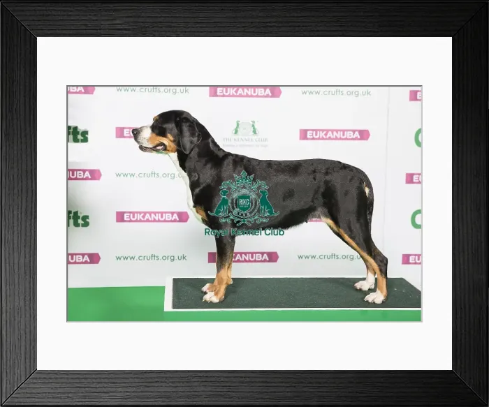 Framed Print : Best of Breed Great Swiss Mountain Dog Framed Print : Best of Breed Great Swiss Mountain Dog