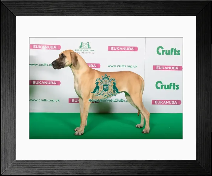 Framed Print : Best of Breed GREAT DANE Framed Print : Best of Breed GREAT DANE