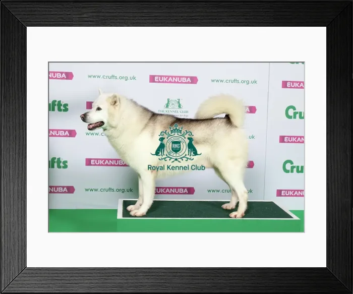 Framed Print : Best of Breed Greenland Dog Framed Print : Best of Breed Greenland Dog