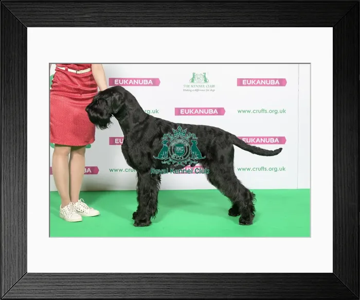 Framed Print : Best of Breed Giant Schnauzer Framed Print : Best of Breed Giant Schnauzer