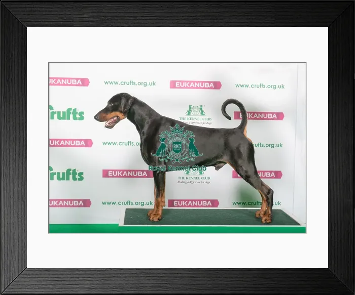 Framed Print : Best of Breed DOBERMANN Framed Print : Best of Breed DOBERMANN